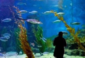 Melbourne Aquarium - VIC Tourism